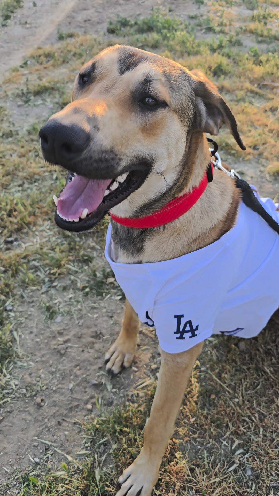 Enlarge Scottie, a Adoptable mixed breed in Murrieta, CA image 4/5