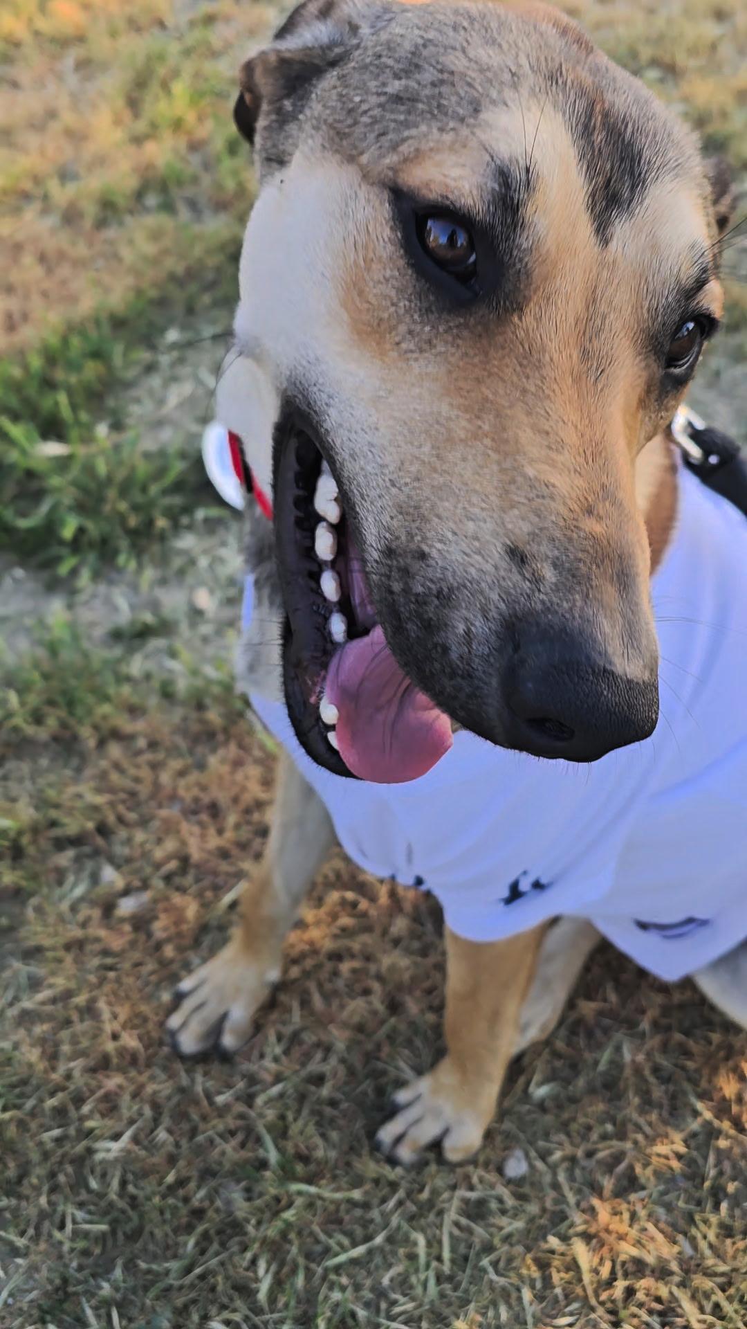 Enlarge Scottie, a Adoptable mixed breed in Murrieta, CA image 2/5