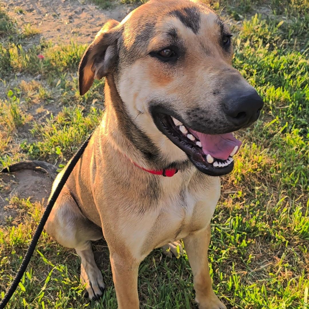 Enlarge Scottie, a Adoptable mixed breed in Murrieta, CA image 1/5