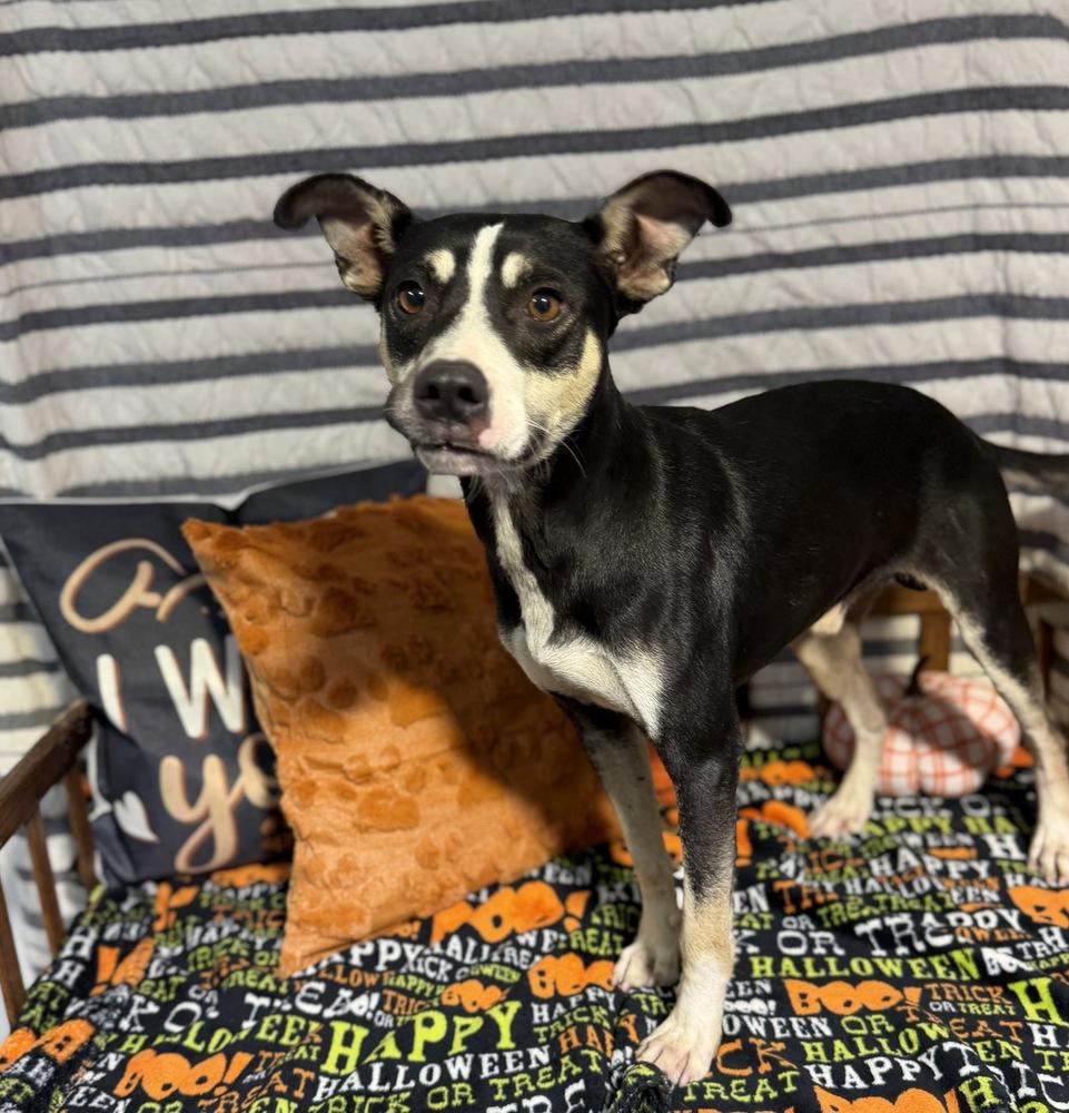 BANDIT, Adoptable, Young Male Terrier.