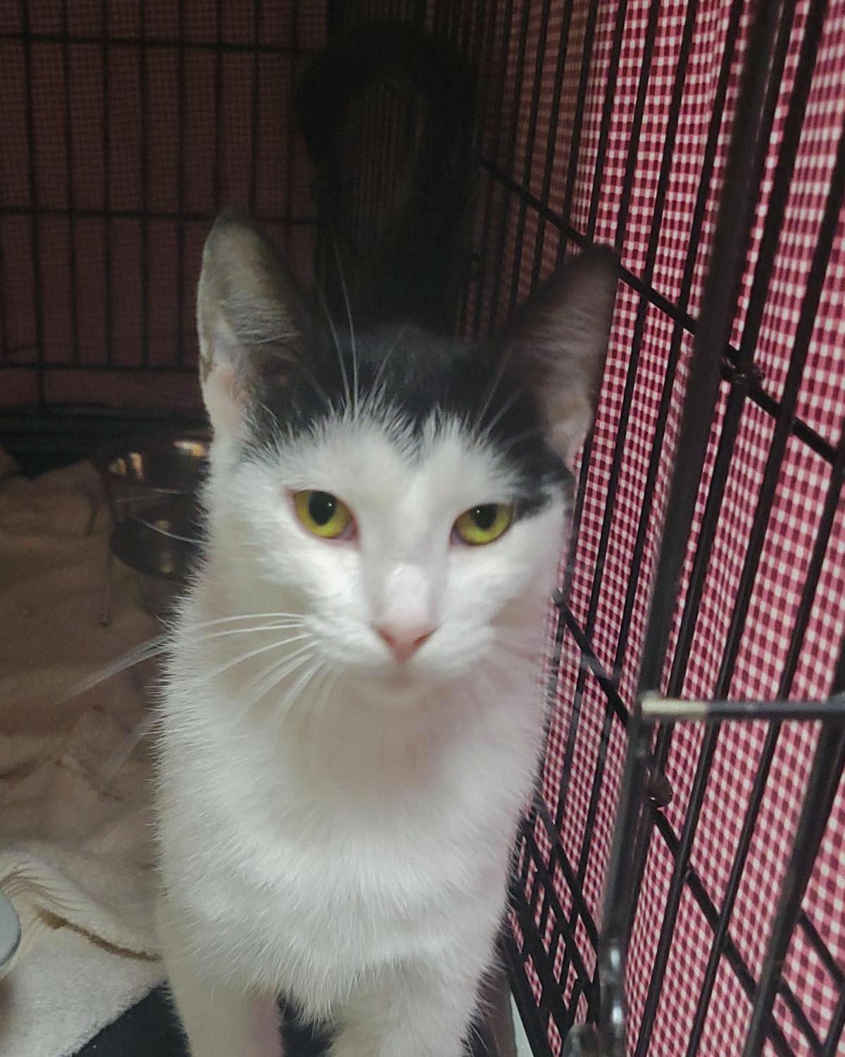 Enlarge Waterpark, a Adoptable Domestic Short Hair in Plover, WI image 1/3