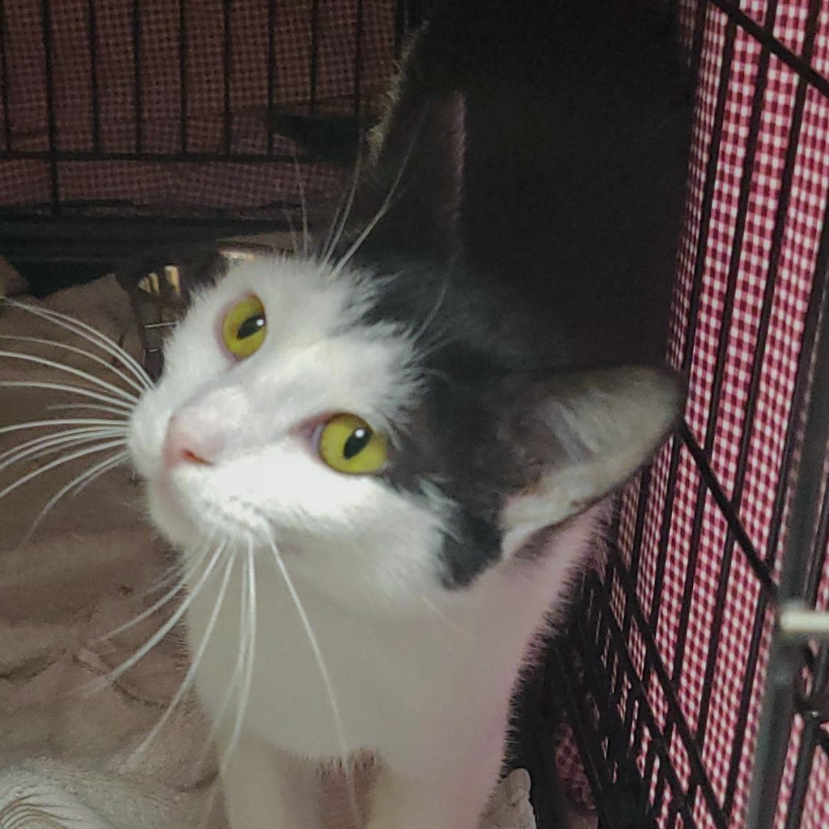 Enlarge Waterpark, a Adoptable Domestic Short Hair in Plover, WI image 2/3