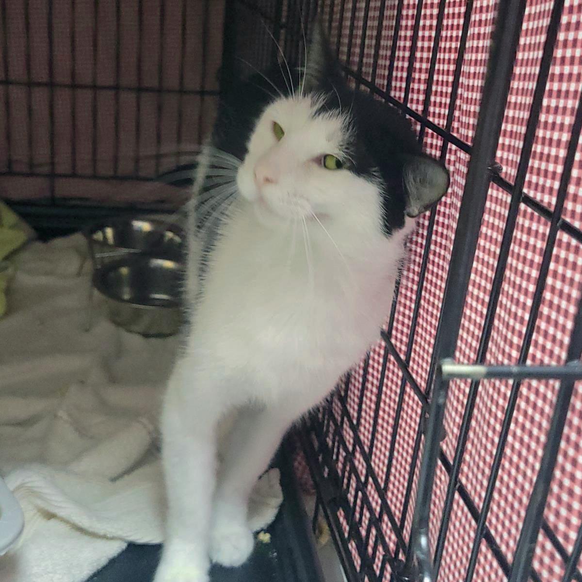 Enlarge Waterpark, a Adoptable Domestic Short Hair in Plover, WI image 3/3