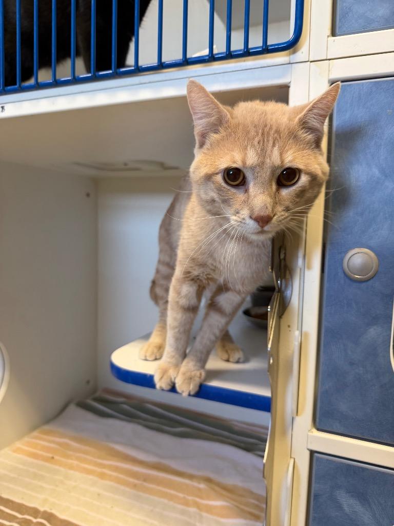 Stink, ADOPTABLE, Adult Male Domestic Short Hair.