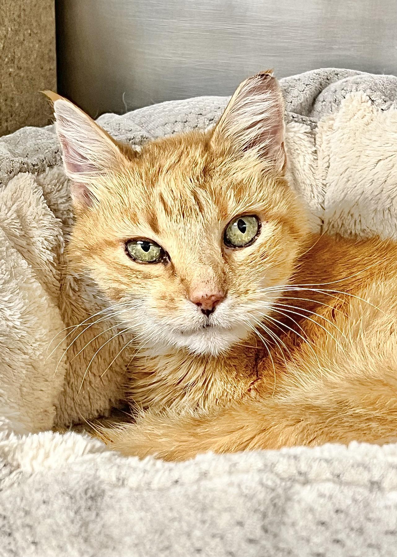 Guinevere, Adoptable, Senior Female Domestic Short Hair.