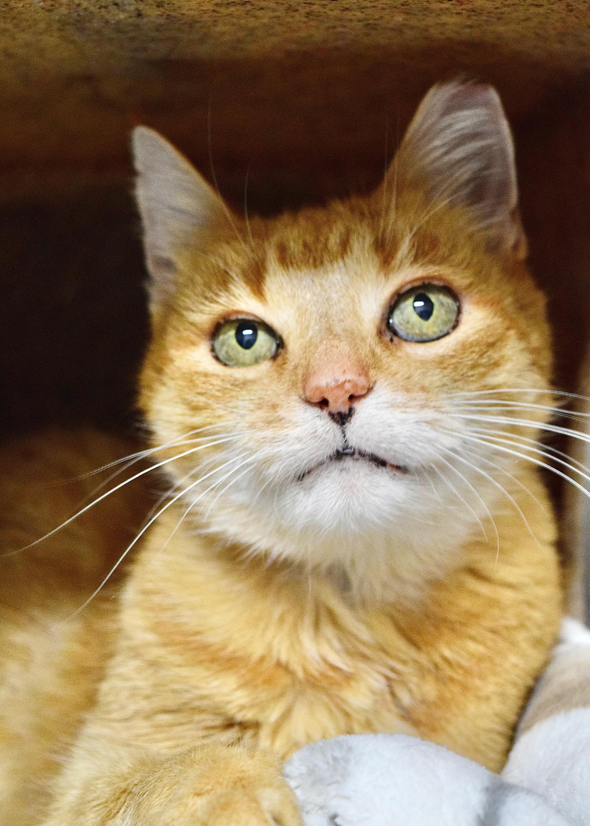 Enlarge Guinevere, a Adoptable Domestic Short Hair in Dublin, CA image 2/2