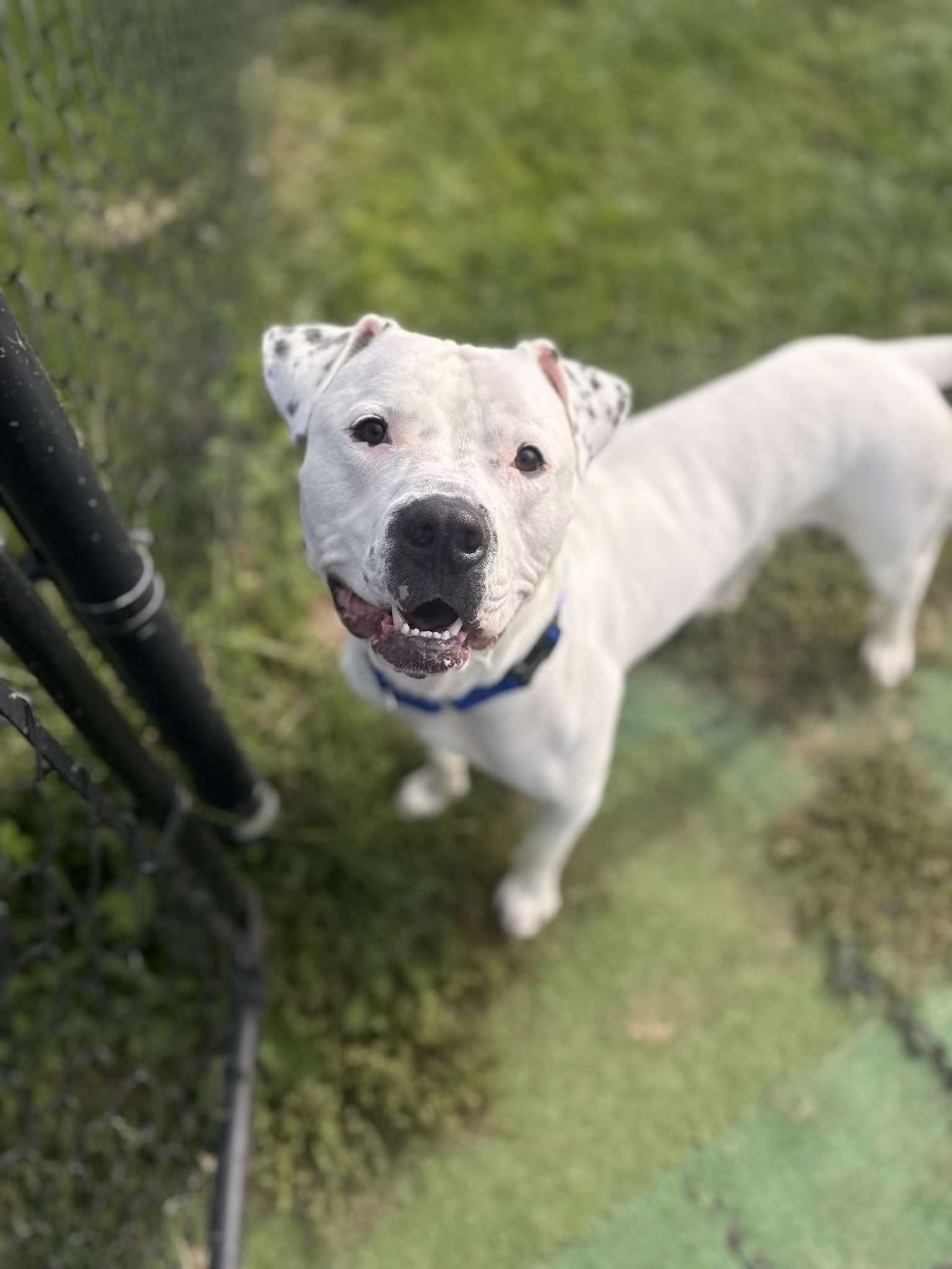 Enlarge Cowboy, a Adoptable mixed breed in Pleasant Ridge, MI image 1/4