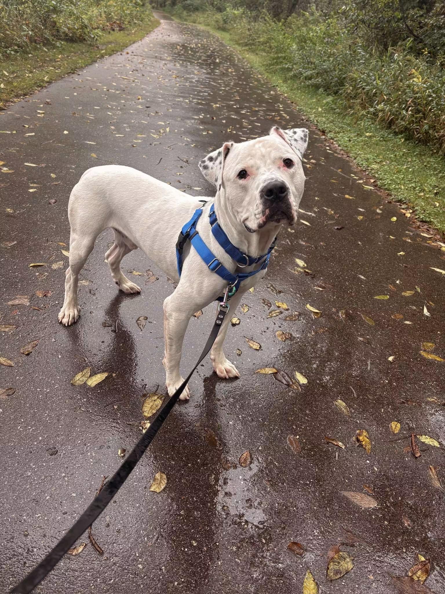 Enlarge Cowboy, a Adoptable mixed breed in Pleasant Ridge, MI image 4/4