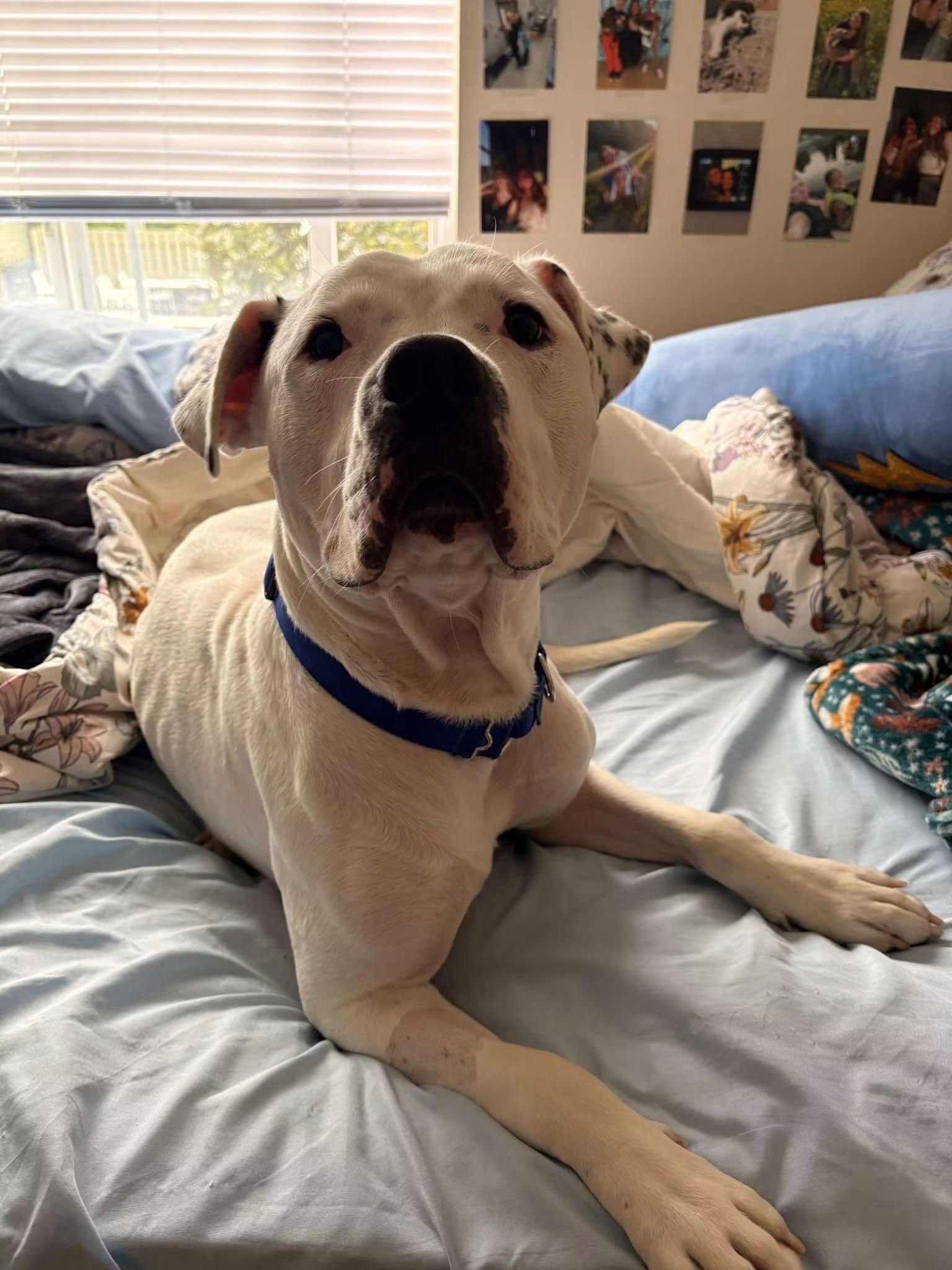 Enlarge Cowboy, a Adoptable mixed breed in Pleasant Ridge, MI image 2/4