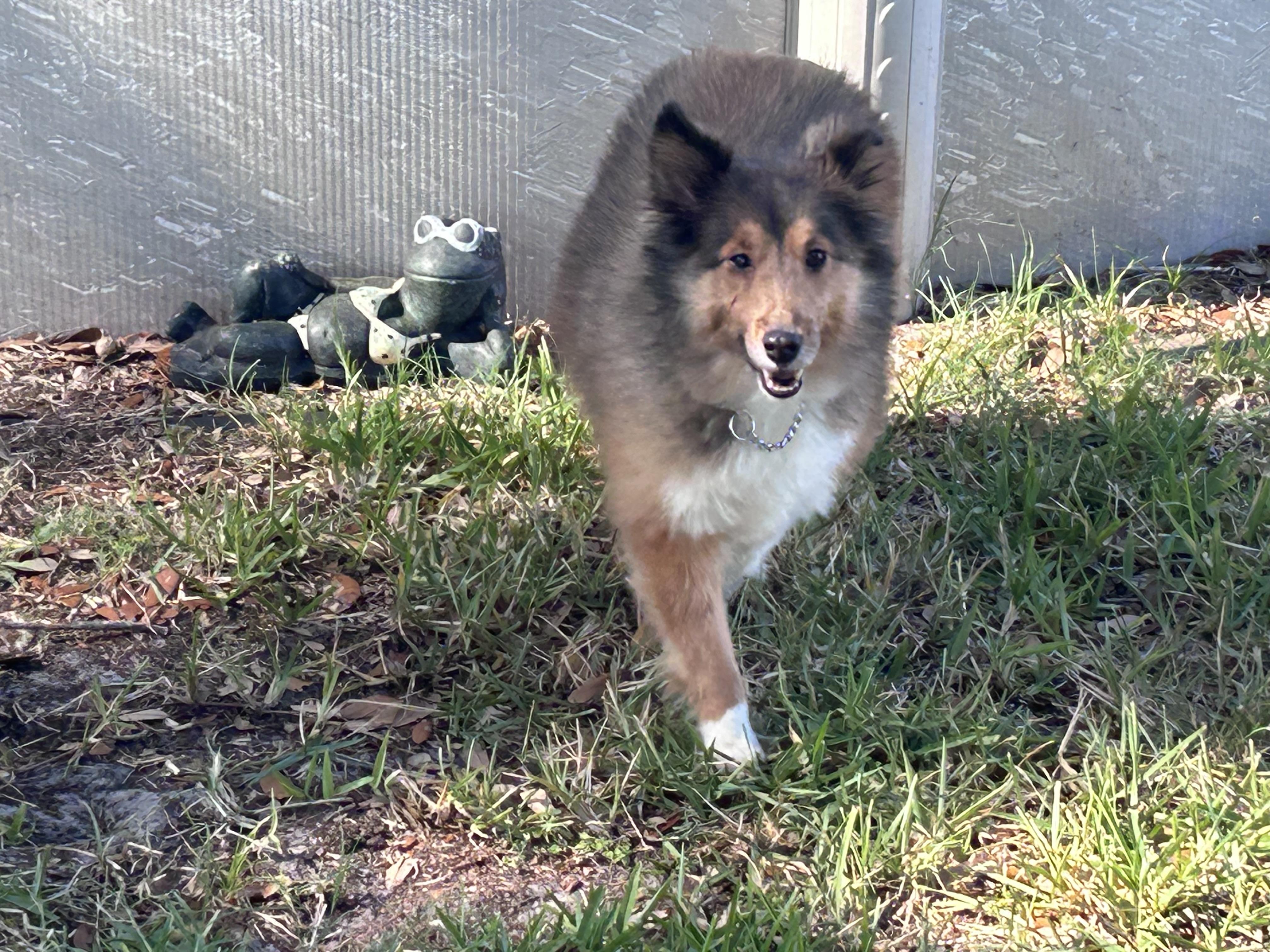 Enlarge Ginger, a ADOPTABLE Shetland Sheepdog / Sheltie in Palm Bay, FL image 2/5