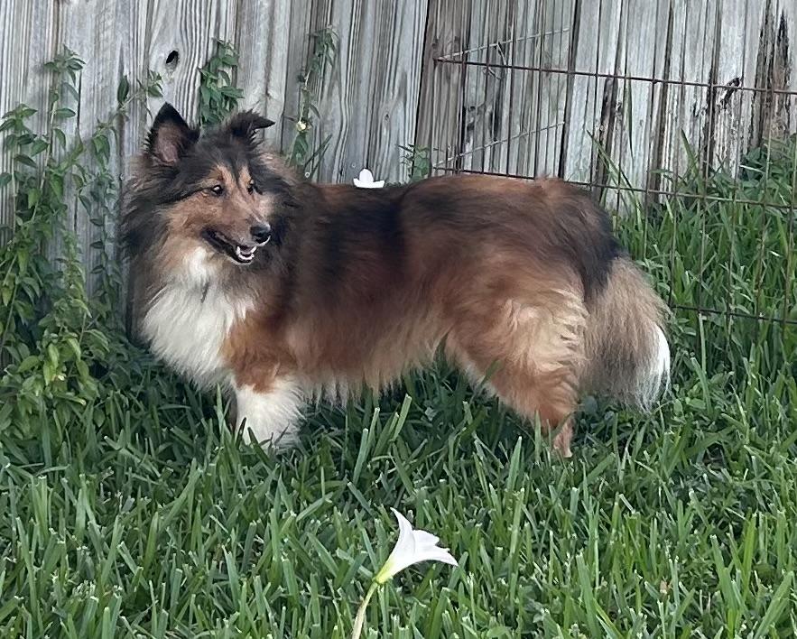Enlarge Ginger, a ADOPTABLE Shetland Sheepdog / Sheltie in Palm Bay, FL image 3/5