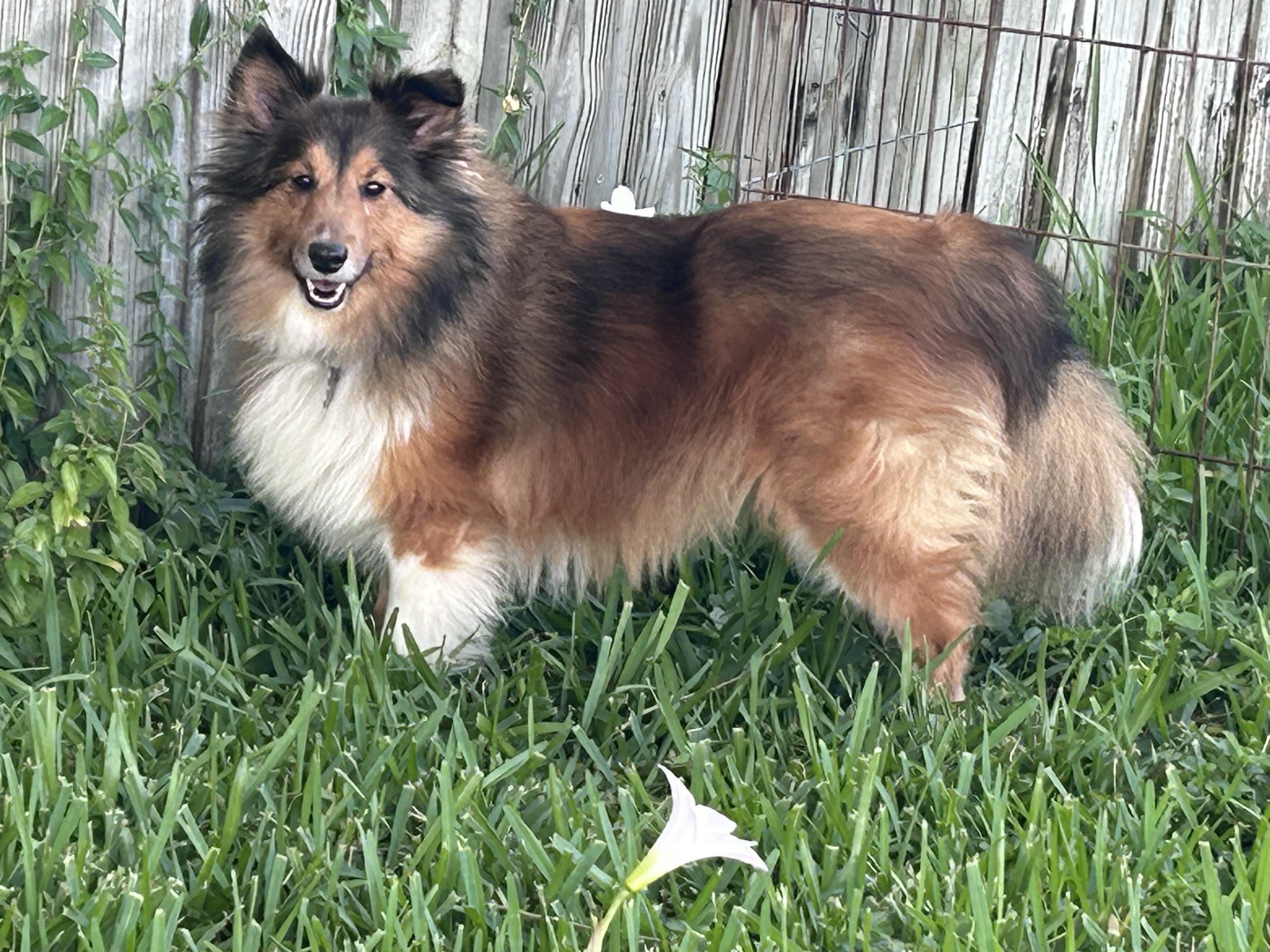 Enlarge Ginger, a ADOPTABLE Shetland Sheepdog / Sheltie in Palm Bay, FL image 4/5