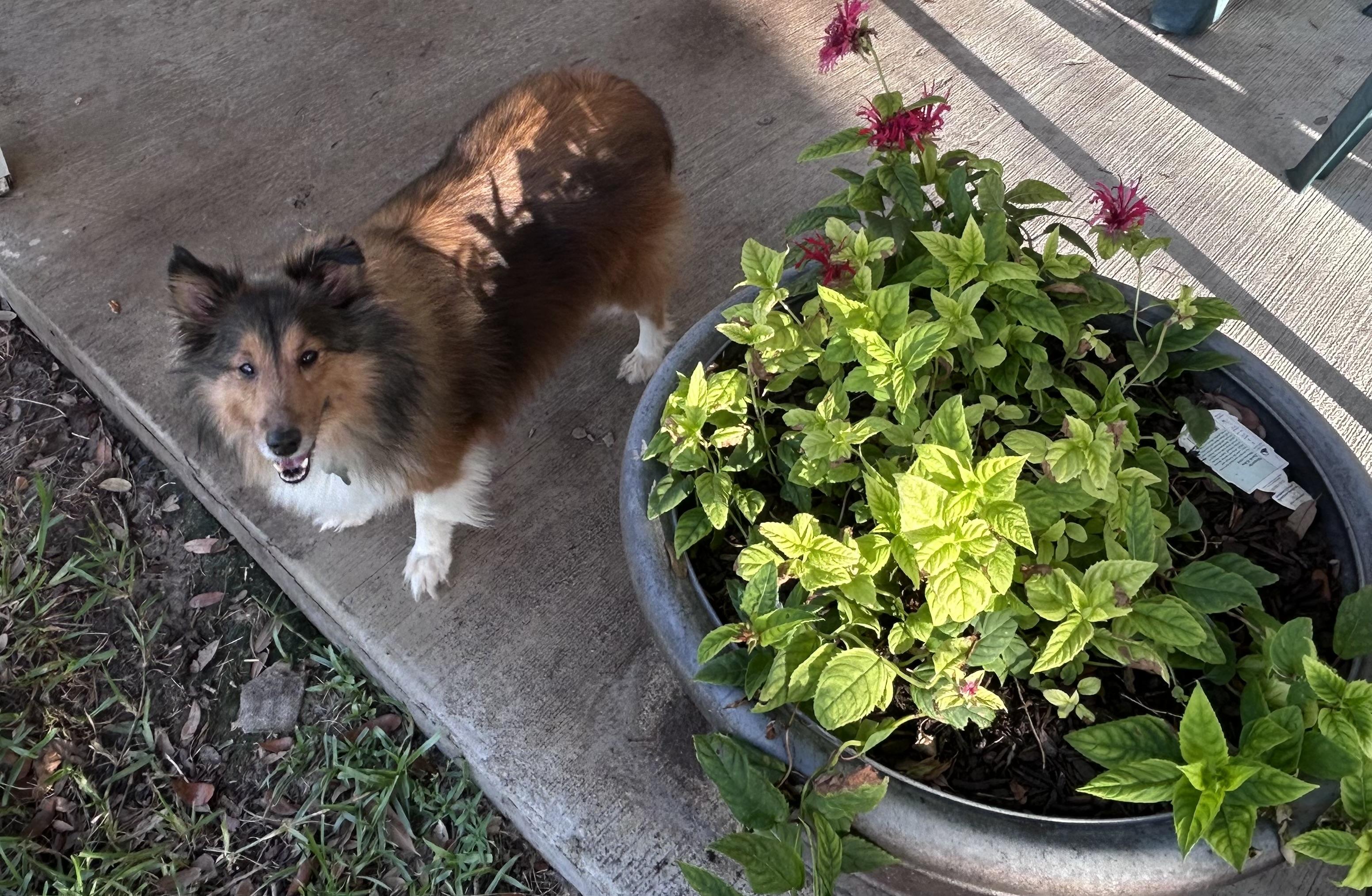 Enlarge Ginger, a ADOPTABLE Shetland Sheepdog / Sheltie in Palm Bay, FL image 5/5