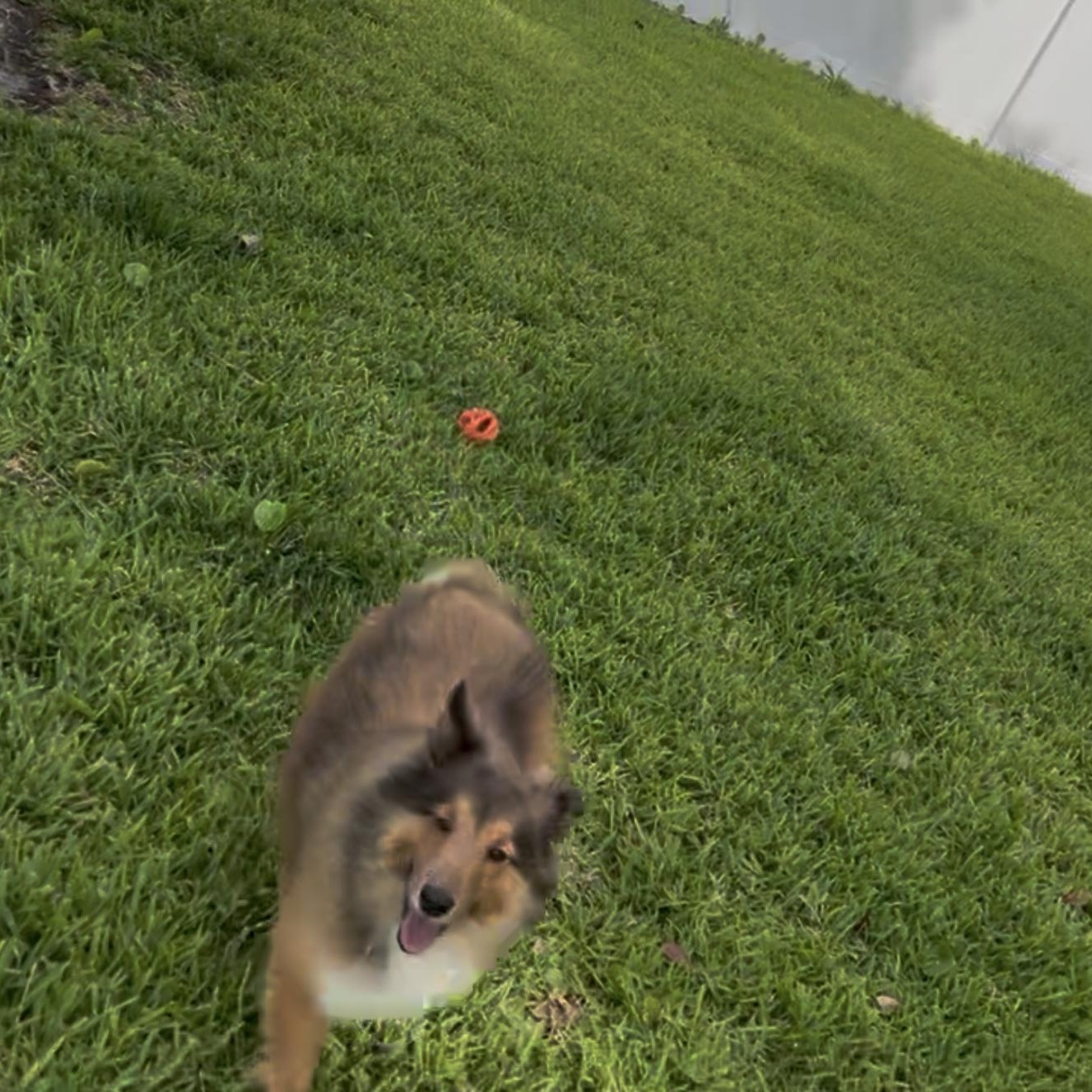 Enlarge Ginger, a ADOPTABLE Shetland Sheepdog / Sheltie in Palm Bay, FL image 2/2