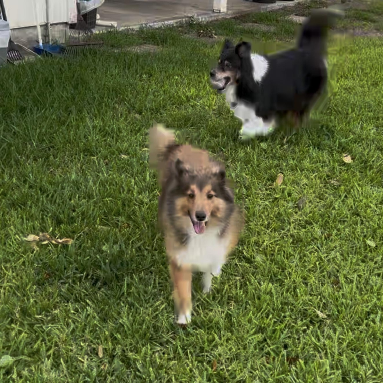 Ginger, ADOPTABLE, Adult Female Shetland Sheepdog / Sheltie.