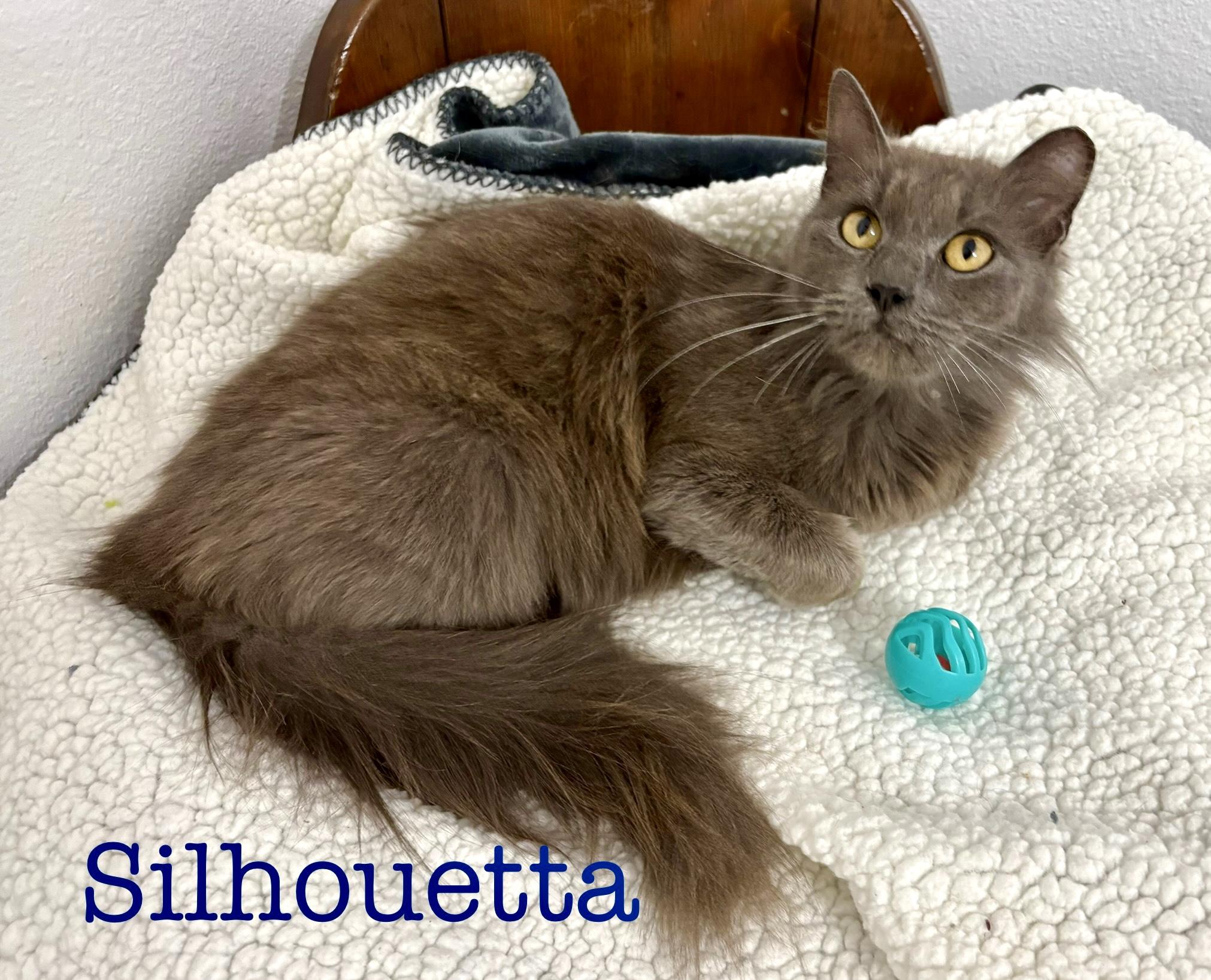 Silhouetta, Adult Female Domestic Long Hair
