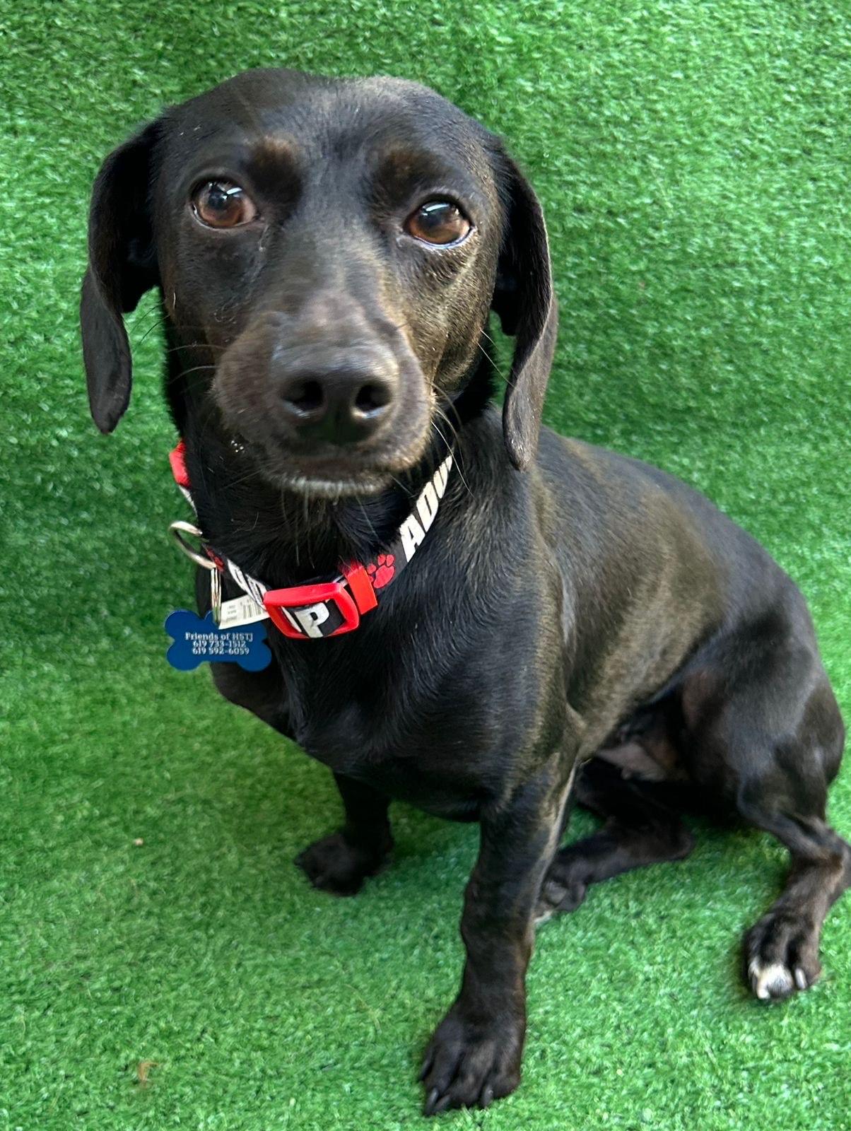 Camila, an adopted mixed breed in San Ysidro, CA image 2/6