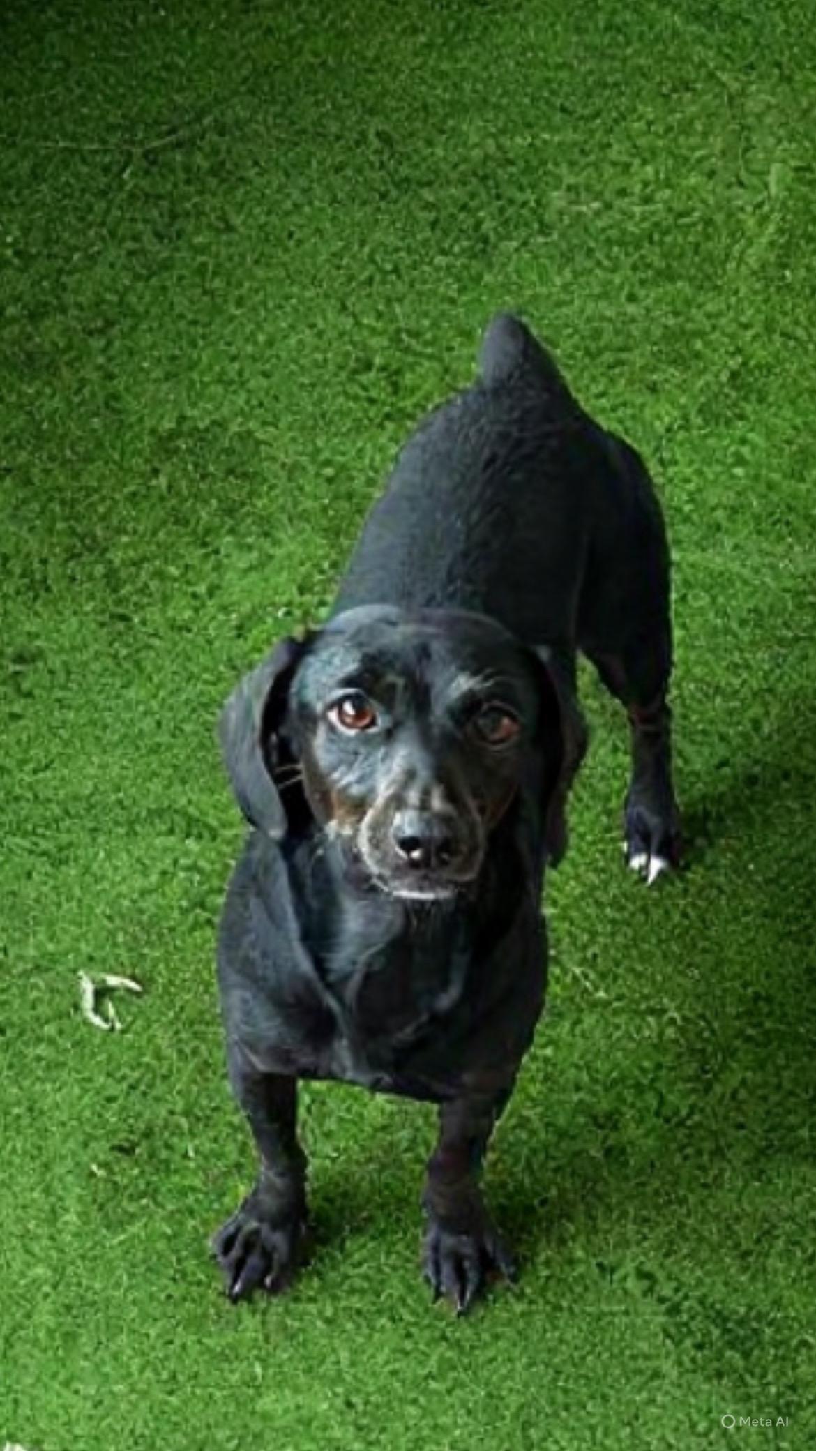 Camila, an adopted mixed breed in San Ysidro, CA image 1/6