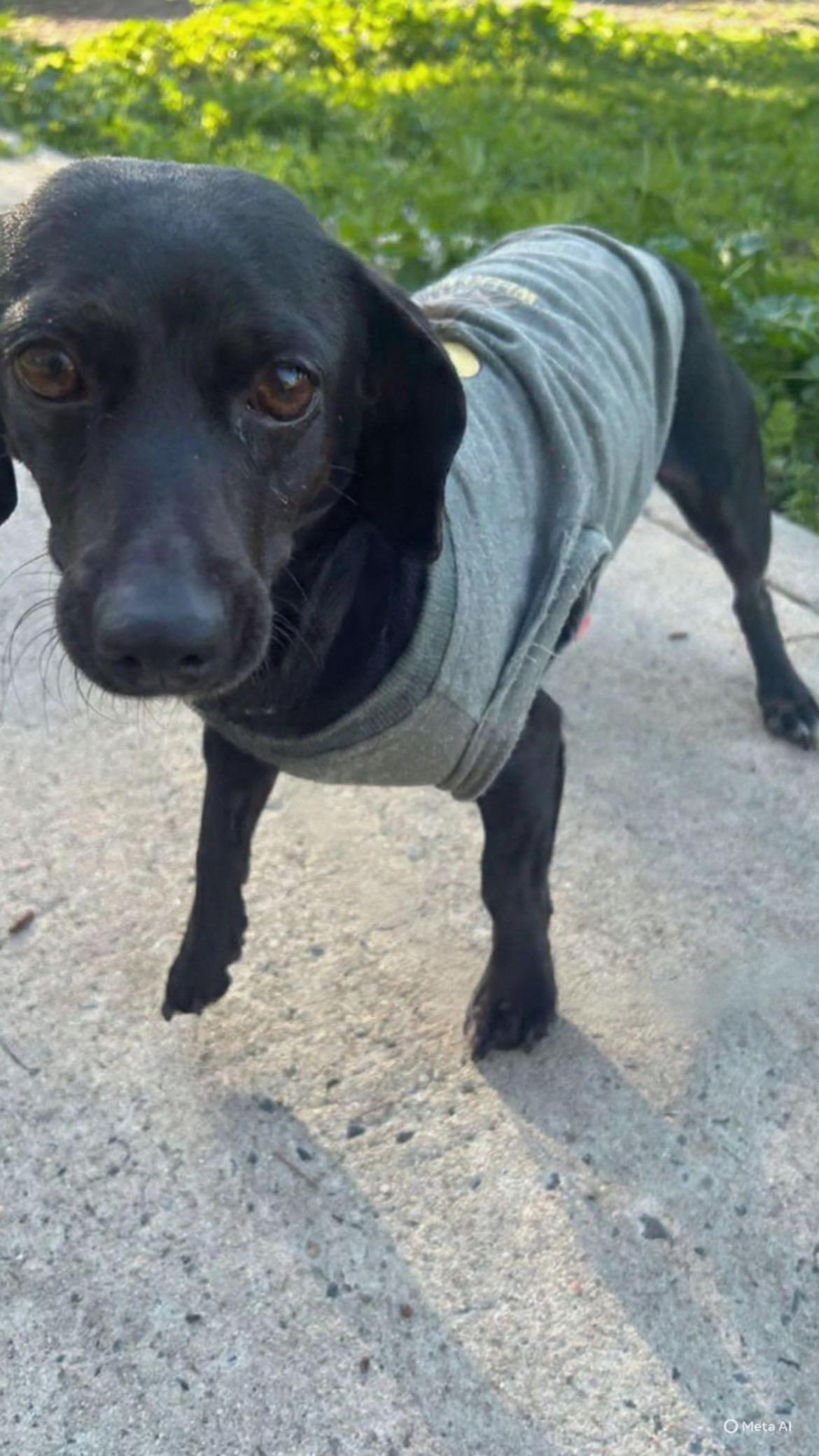 Camila, an adopted mixed breed in San Ysidro, CA image 3/6
