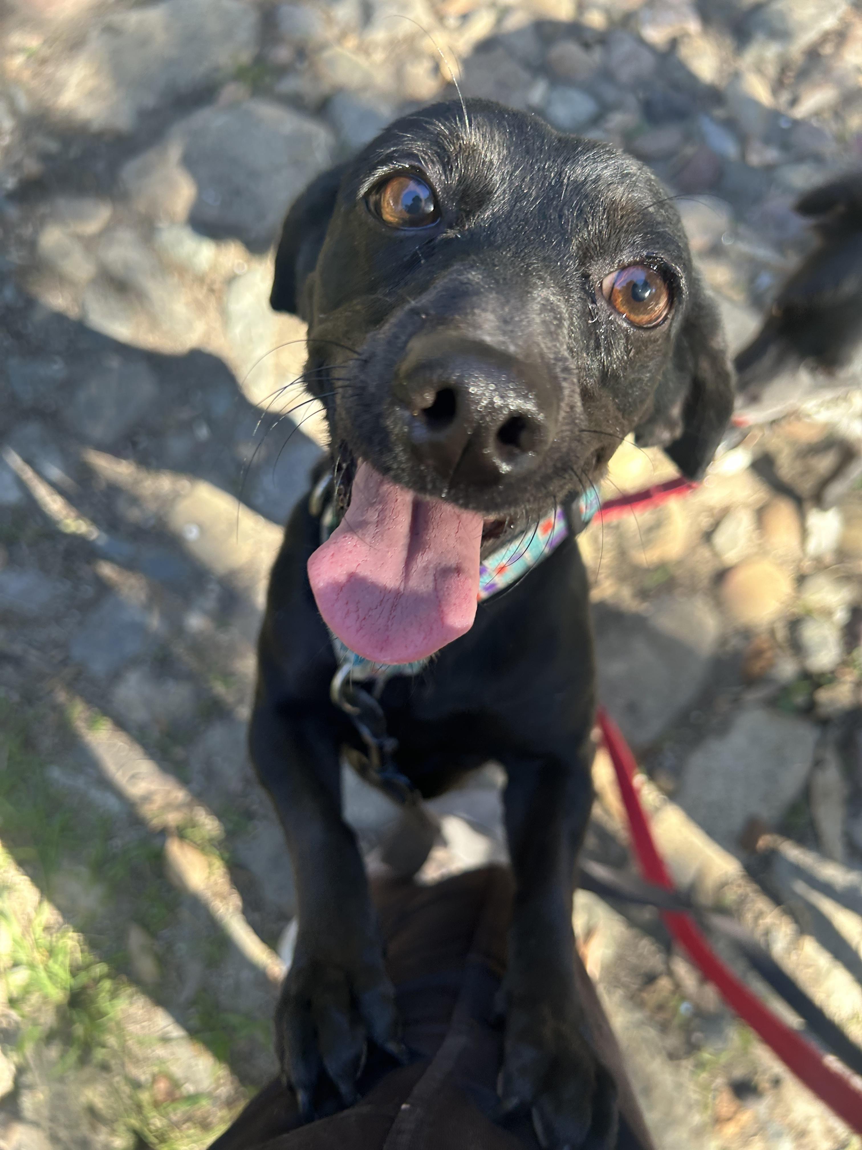 Camila, an adopted mixed breed in San Ysidro, CA image 5/6