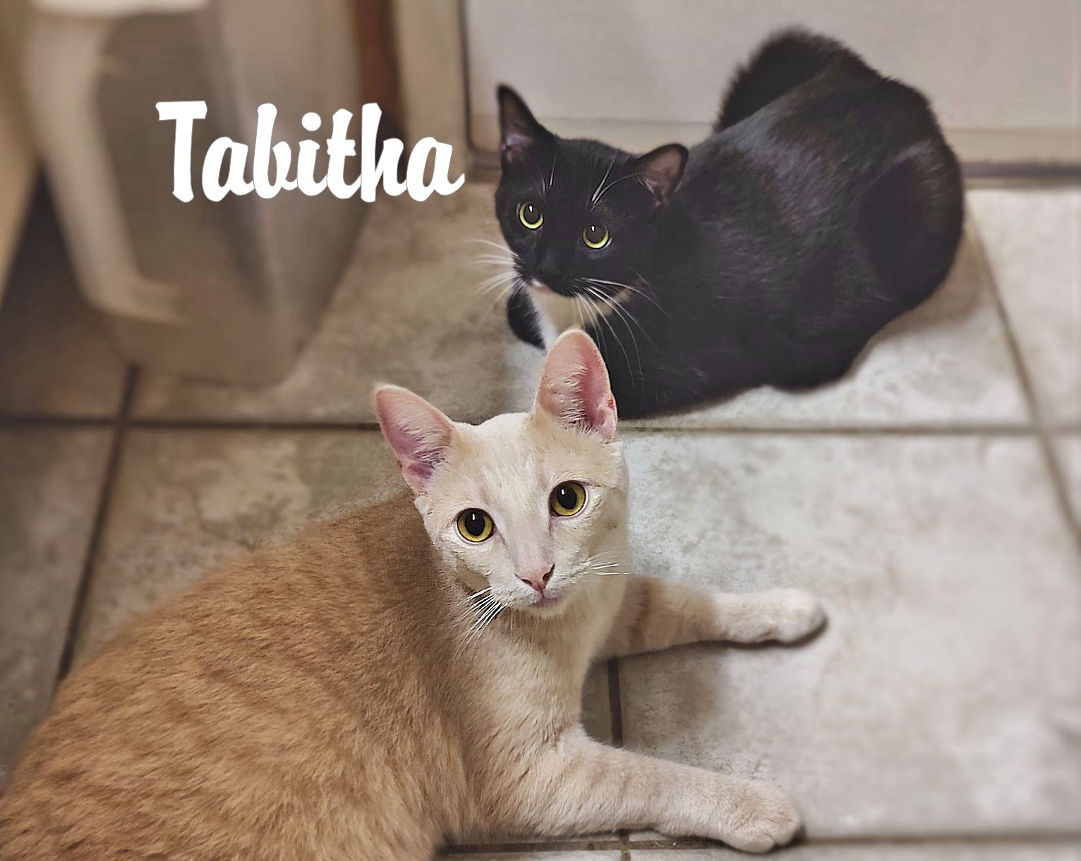 Tabitha photo 2