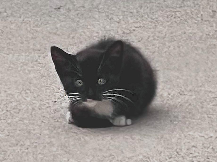 Tabitha photo 5