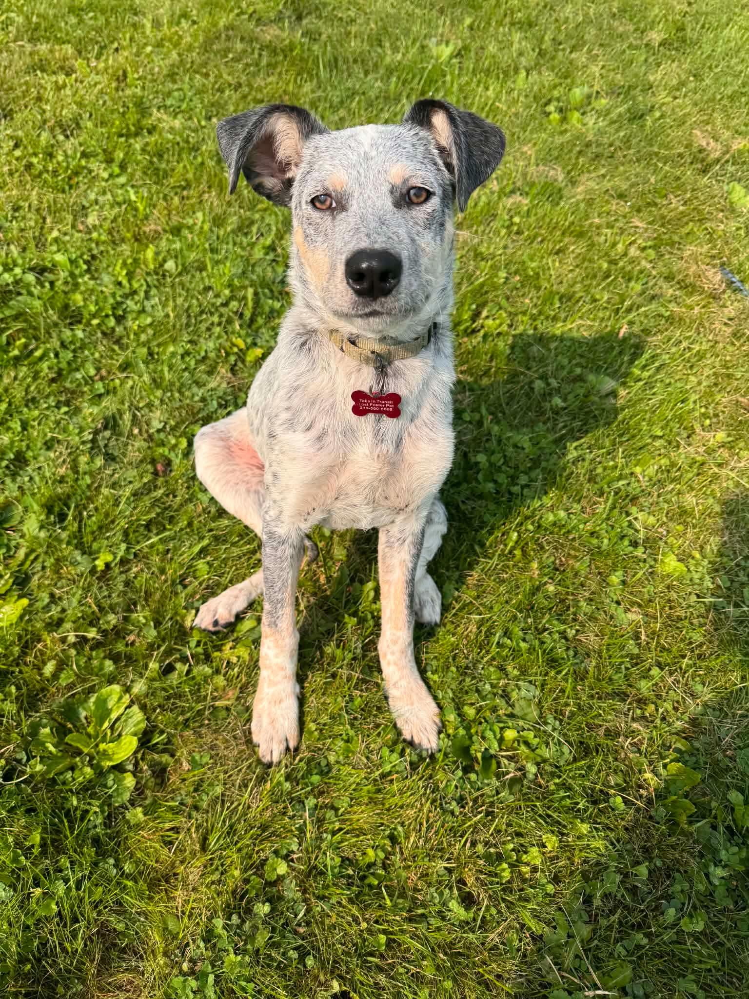 Tater, Adopted, Puppy Female Australian Cattle Dog / Blue Heeler & Mixed Breed.