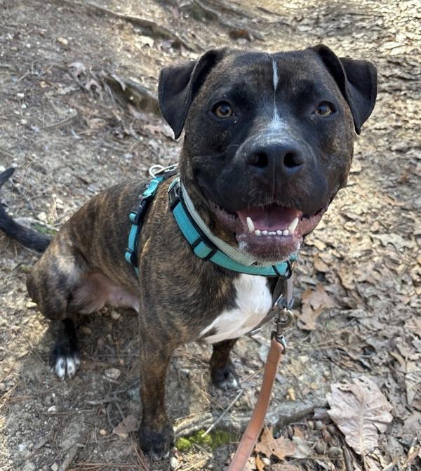 Draco, Adoptable, Young Male Pit Bull Terrier.