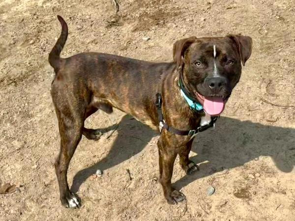 Enlarge Draco, a Adoptable mixed breed in Millersville, MD image 2/5