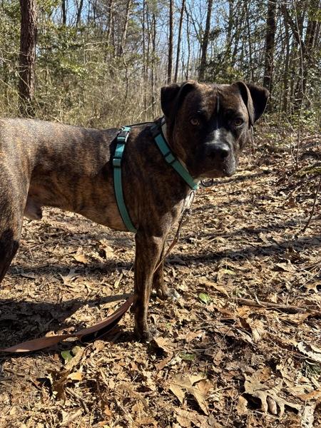 Enlarge Draco, a Adoptable mixed breed in Millersville, MD image 3/5