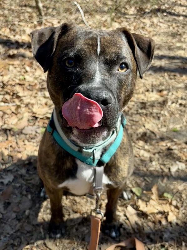 Enlarge Draco, a Adoptable mixed breed in Millersville, MD image 4/5