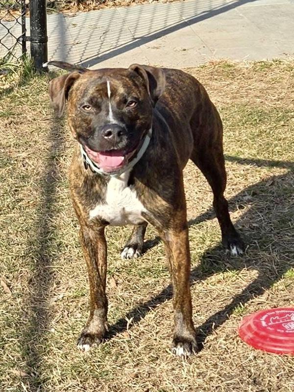 Enlarge Draco, a Adoptable mixed breed in Millersville, MD image 5/5