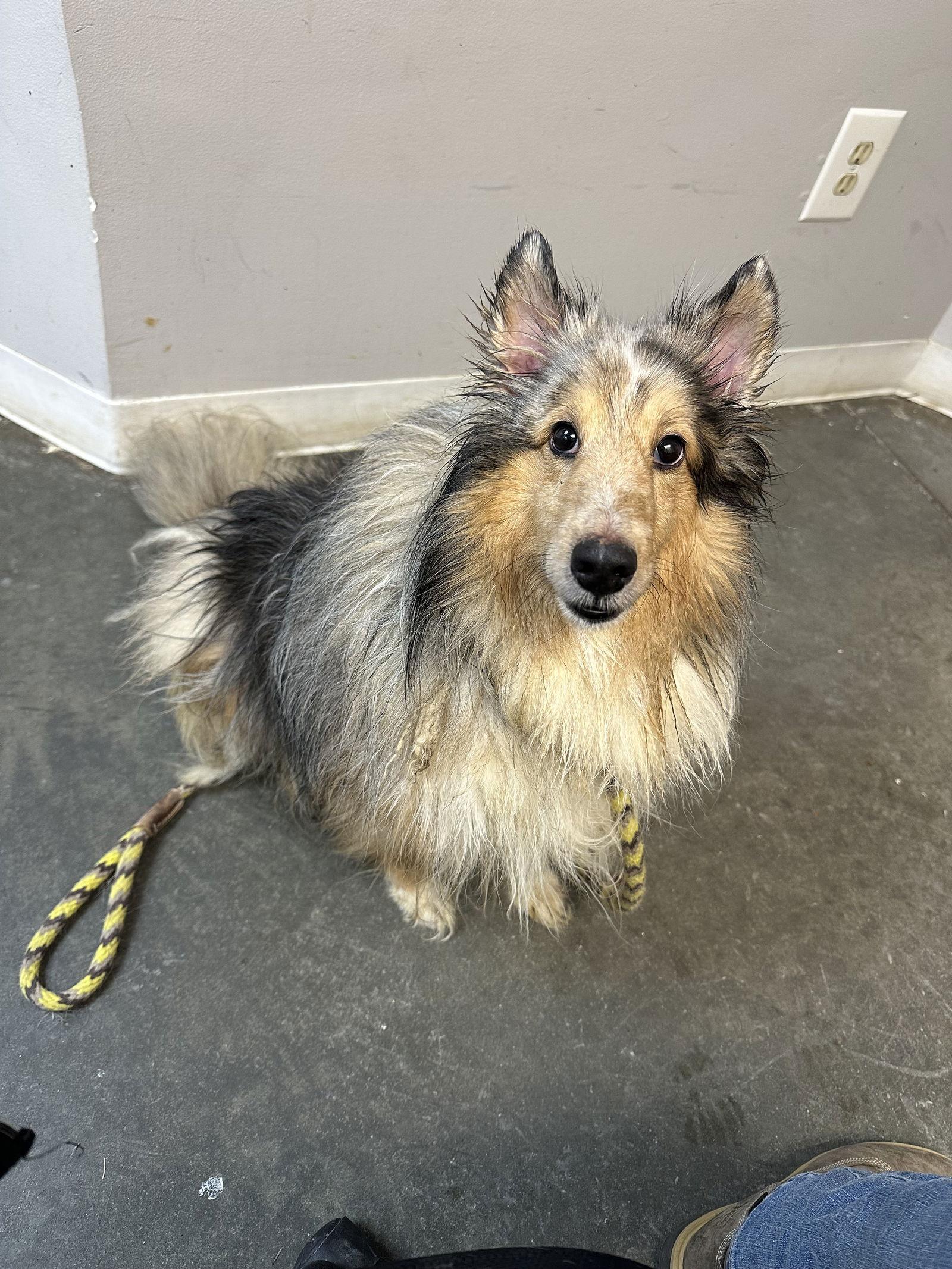 Enlarge Shelby JC, a Adopted Shetland Sheepdog / Sheltie in Rockaway, NJ image 1/3