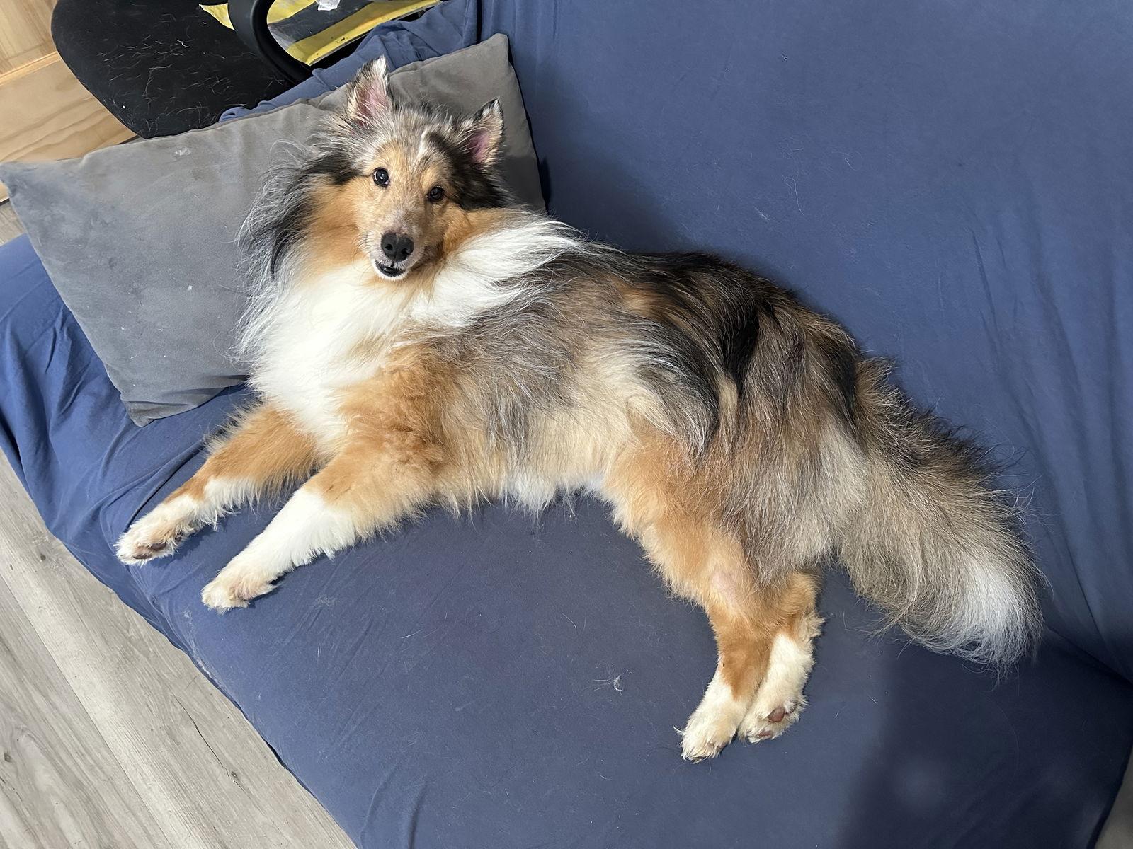 Enlarge Shelby JC, a Adopted Shetland Sheepdog / Sheltie in Rockaway, NJ image 3/3