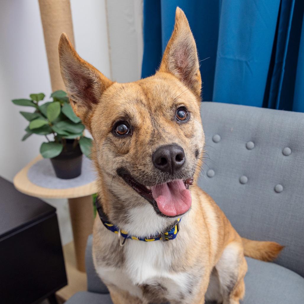 Frites, a Adoptable mixed breed in League City, TX image 1/2