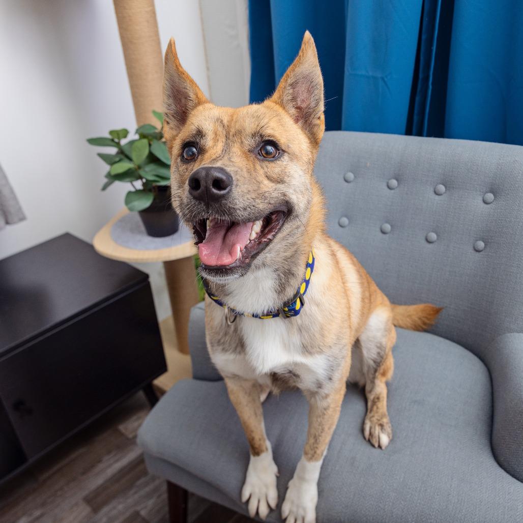 Frites, a Adoptable mixed breed in League City, TX image 2/2