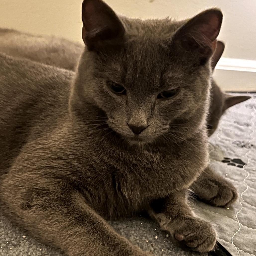 Pho, Adoptable, Young Female Domestic Short Hair & Russian Blue.