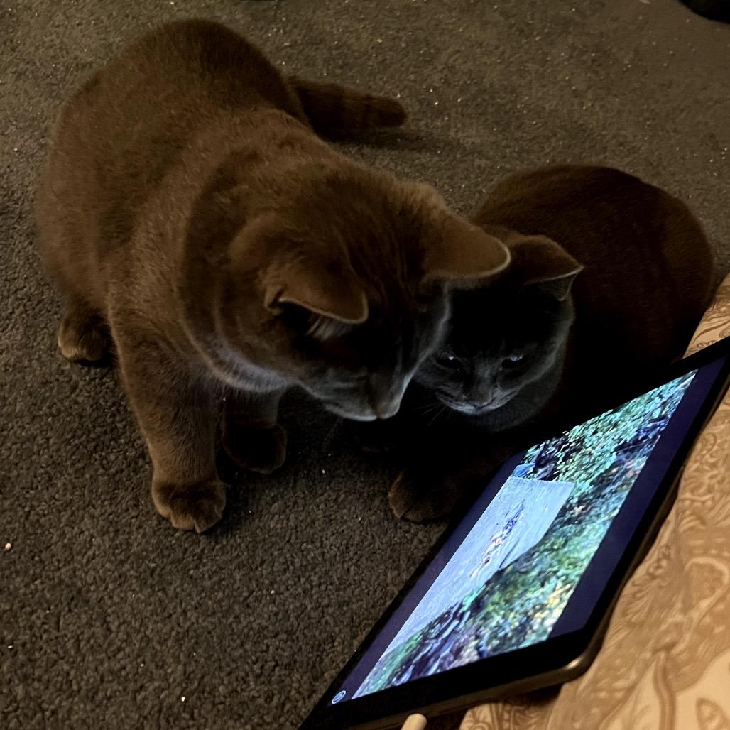 Enlarge Pho, a Adoptable mixed breed in Granville, OH image 2/4