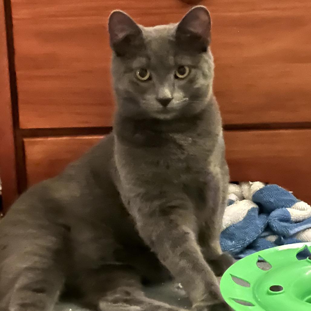 Enlarge Pho, a Adoptable mixed breed in Granville, OH image 4/4