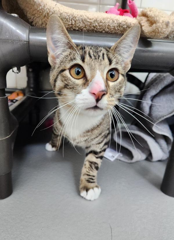 Blaze, Adoptable, Young Male Domestic Short Hair.