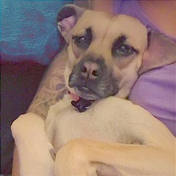 Adeline, Adoptable, Adult Female Terrier.