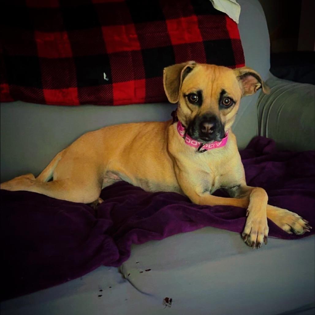 Enlarge Adeline, a Adoptable Terrier in Crystal, MN image 1/3