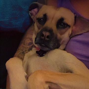 Enlarge Adeline, a Adoptable Terrier in Crystal, MN image 2/3