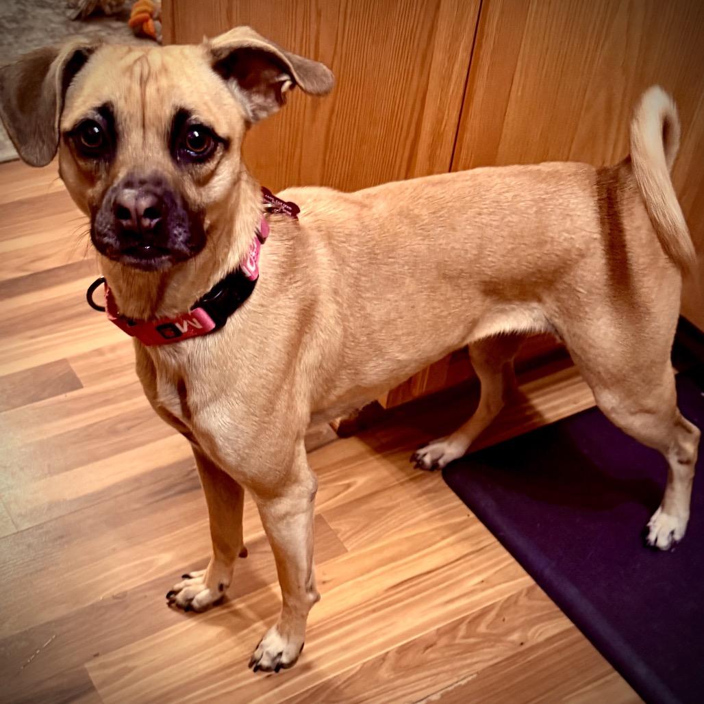 Enlarge Adeline, a Adoptable Terrier in Crystal, MN image 3/3