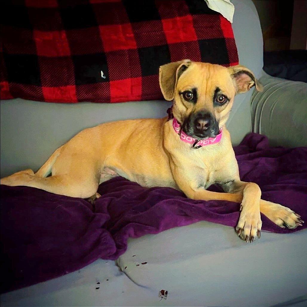 Adeline, a Adoptable Terrier in Crystal, MN image 4/5