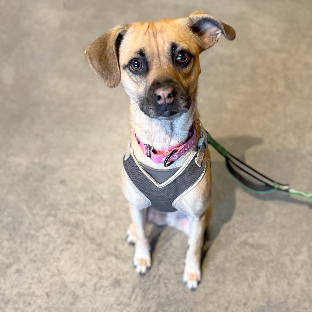 Adeline, a Adoptable Terrier in Crystal, MN image 5/5