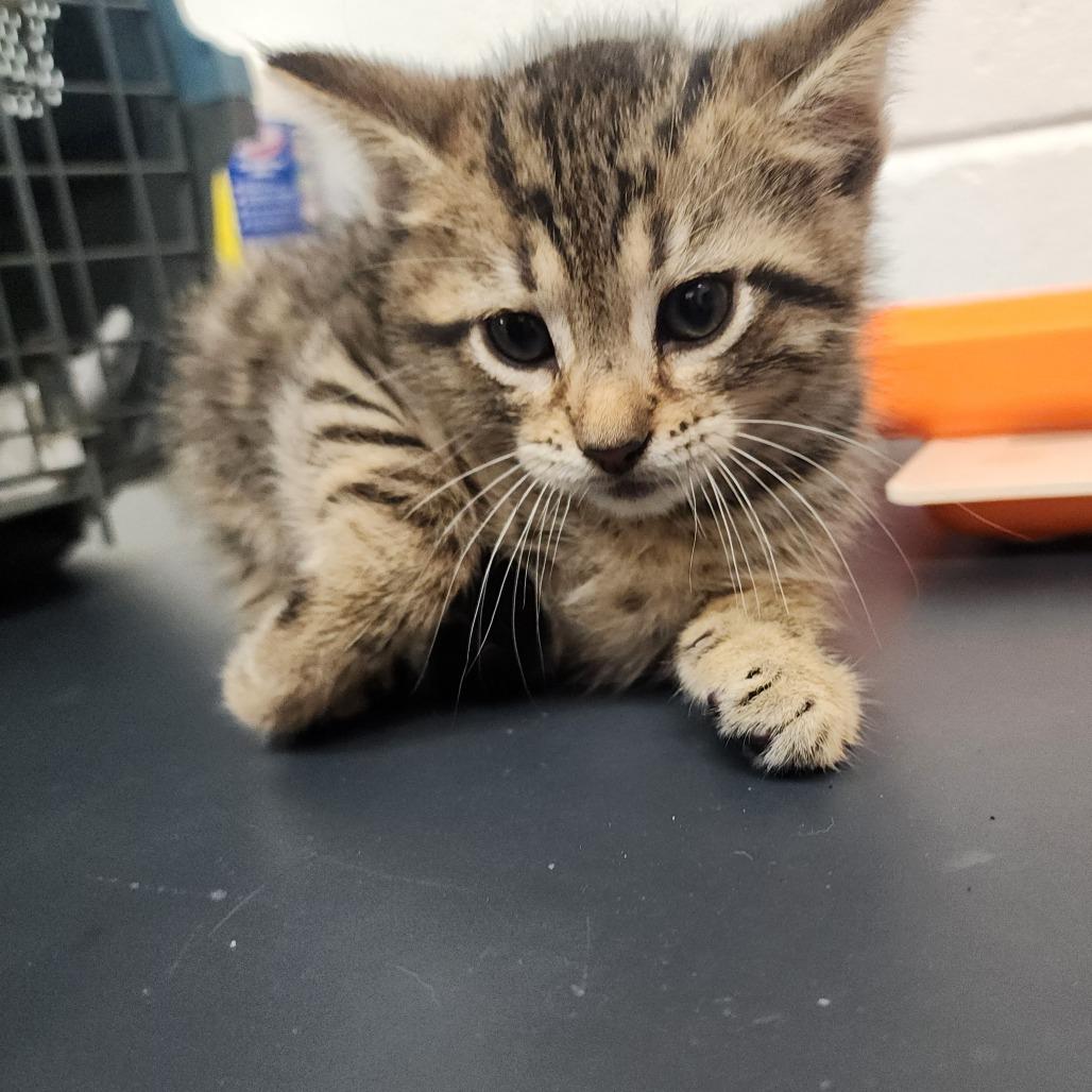 Enlarge Myrcella, a Adoptable Domestic Short Hair in Evensville, TN image 3/6