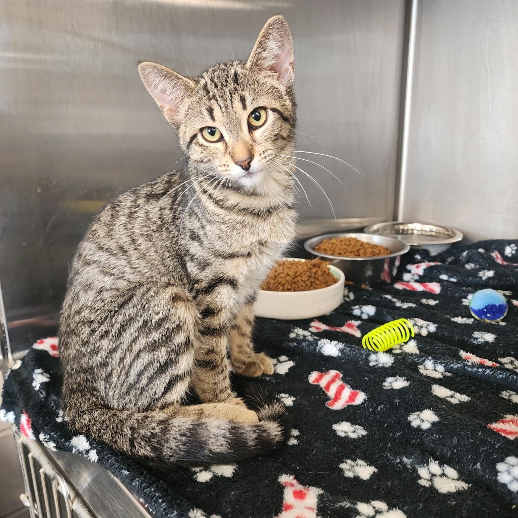 Enlarge Myrcella, a Adoptable Domestic Short Hair in Evensville, TN image 4/6