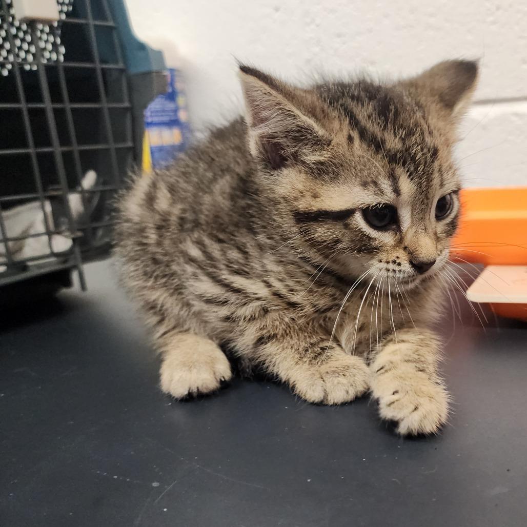 Enlarge Myrcella, a Adoptable Domestic Short Hair in Evensville, TN image 5/6