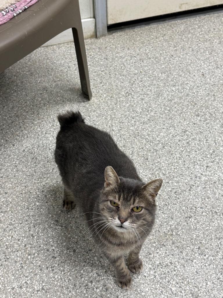 Enlarge Sally bobbitt, a Adoptable mixed breed in Albion, NY image 1/1